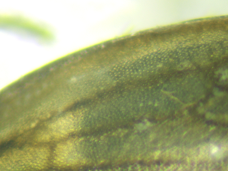 Anaceratagallia ribauti